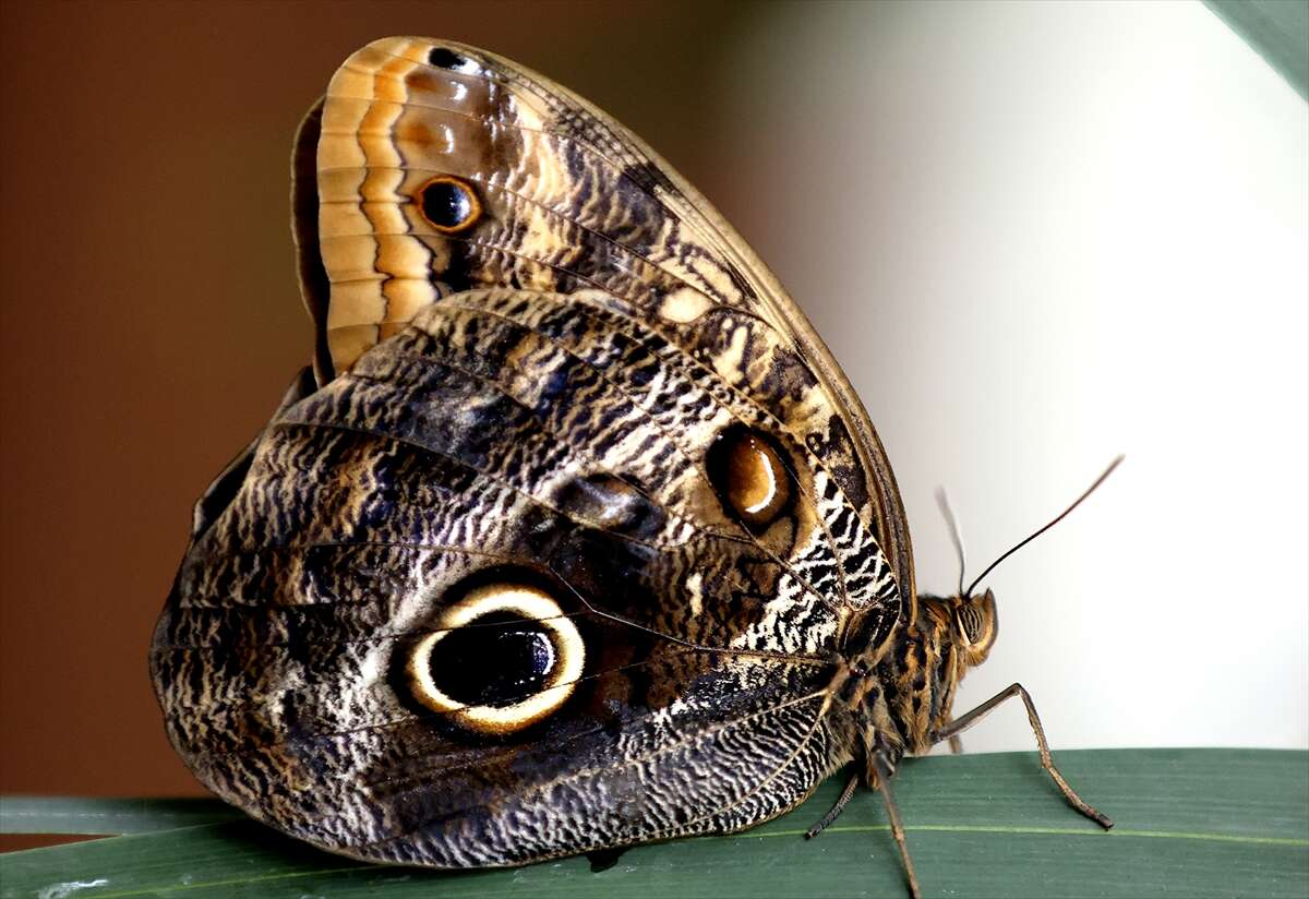 Şebi Arus için gelenler Konya’nın ünlü mekanında huzur bulacak 6